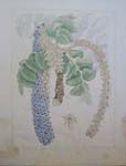 Polyscias racemosa   - Watercolor