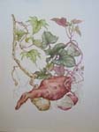 Ipomoea batatas   - Watercolor