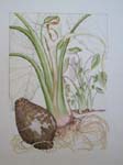 Colocasia esculenta   - Watercolor