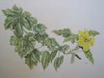 Hibiscus brackenridgei subsp. brackenridgei  - Watercolor