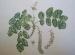 Polyscias racemosa   - Watercolor