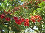 Erythrina X malottorum   - branch with flowers