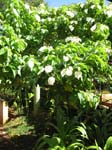 Mussaenda raiateensis   - Habit