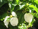 Mussaenda raiateensis   - flower and leaf detail