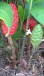 Zingiber zerumbet   - 