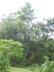 Sterculia foetida   - full view of tree