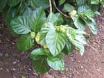 Morinda citrifolia   - 