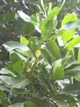 Calophyllum inophyllum   - 