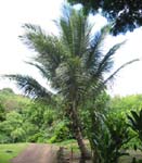 Cocos nucifera   - 