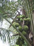 Cocos nucifera   - fruit detail