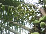 Cocos nucifera   - fruit detail