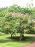 Lagerstroemia duperreana   - Habit
