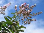 Lagerstroemia duperreana   - branch detail