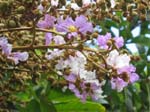 Lagerstroemia duperreana   - flower detail