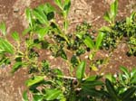 Psydrax odorata   - branch detail with fruit