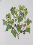 Thespesia populnea   - Watercolor
