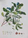 Macadamia integrifolia   - Watercolor