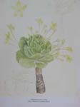 Brighamia insignis   - Watercolor