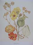 Hibiscus tiliaceus   - Watercolor