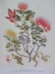 Metrosideros polymorpha   - Watercolor
