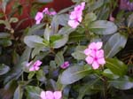 Catharanthus roseus   - plant detail