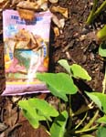 Colocasia esculenta   - Taro chips and plants