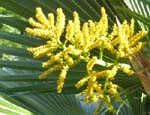 Pritchardia hillebrandii   - 