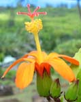 Hibiscus kokio subsp. saintjohnianus  - 