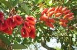 Erythrina X malottorum   - flower detail