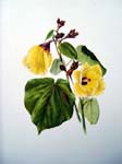 Hibiscus tiliaceus   - Sinclair, FI.   Indigenous Flowers of the Hawaiian Islands.   Marston, Searle and Rivington.  London.  1885.
