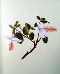 Hibiscus arnottianus   - Sinclair, FI.   Indigenous Flowers of the Hawaiian Islands.   Marston, Searle and Rivington.  London.  1885.