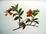 Hibiscus kokio subsp. saintjohnianus  - Sinclair, FI.   Indigenous Flowers of the Hawaiian Islands.   Marston, Searle and Rivington.  London.  1885.