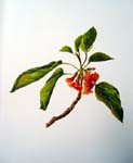 Cordia subcordata   - Sinclair, FI.   Indigenous Flowers of the Hawaiian Islands.   Marston, Searle and Rivington.  London.  1885.