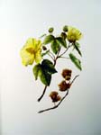Gossypium tomentosum   - Sinclair, FI.   Indigenous Flowers of the Hawaiian Islands.   Marston, Searle and Rivington.  London.  1885.