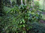 Coffea arabica   - full plant