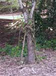 Chondrodendron tomentosum   - plant detail - vine and roots