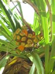 Pandanus tectorius   - tree detail