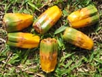 Pandanus tectorius   - fruit detail