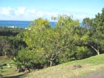 Acacia koaia   - 