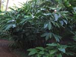 Alpinia purpurata  'Jungle Queen' - 
