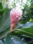 Alpinia purpurata  'Jungle Queen' - Bract with flowers
