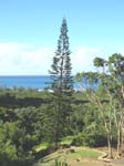 Araucaria columnaris   - Norfolk pine, full view