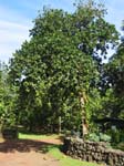 Artocarpus heterophyllus   - 