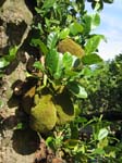 Artocarpus heterophyllus   - 