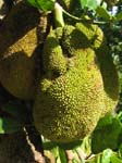 Artocarpus heterophyllus   - 