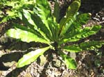 Asplenium nidus   - Bird's nest fern, axial view