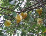 Averrhoa carambola   - Fruiting branch seen from below