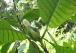 Borojoa patinoi   - Female, in bud