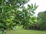 Calophyllum inophyllum   - 