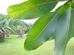 Calophyllum inophyllum   - 